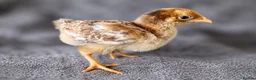 Chickens poultry for sale: Wyandotte Bantam Chicks - Advert 4