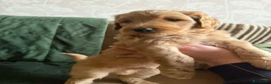 Bordoodle Puppy 1