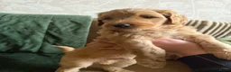 Bordoodle dogs for sale: ADORABLE F1B  BORDOODLE PUPPIES AVAILABLE NOW!! - Advert 12