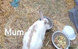 Mixed Breed rabbits for sale: Male pair must stay together  - Image 2