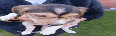 Saluki 1