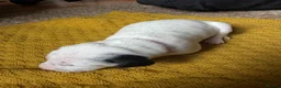 Dalmatian dogs for sale: Beautiful KC reg Dalmatian pups - Advert 8