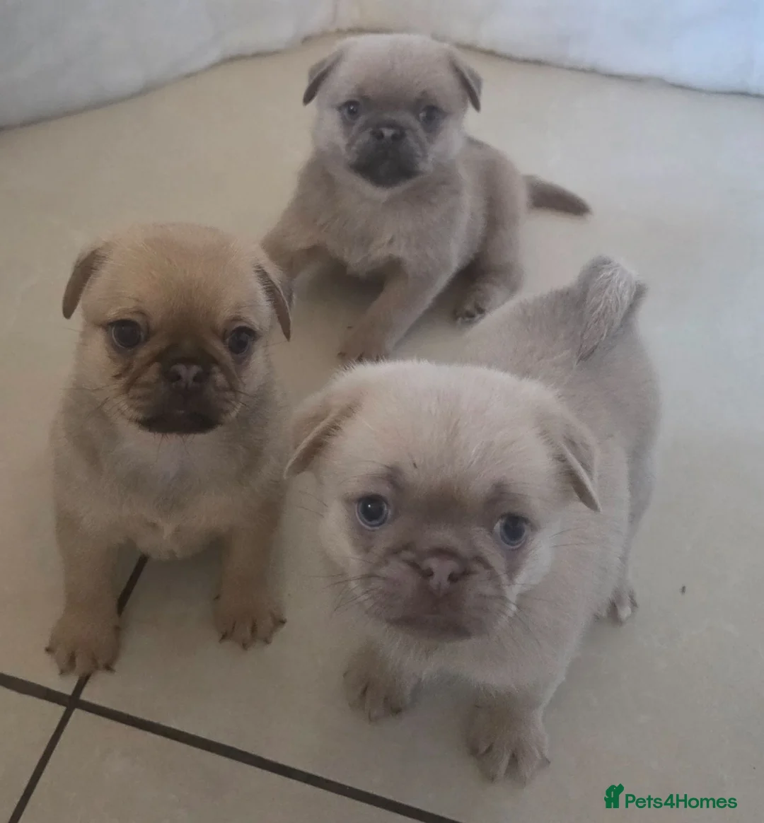 Mixed Breed dogs for sale: Shih tzu x pom - Advert 1