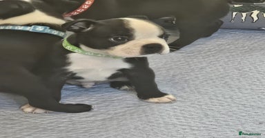 Boston Terrier dogs - Advert 16