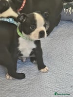 Boston Terrier dogs - Advert 2