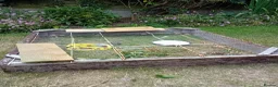 Tortoise reptiles for sale: Baby Hermans and spur thighed tortoises in Norwich - Advert 12