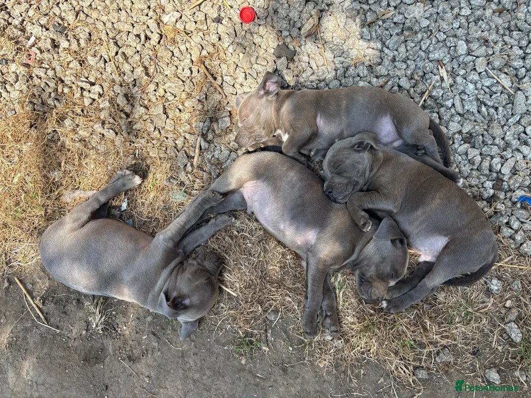 Staffordshire Bull Terrier dogs for sale: Blue kc registered staff puppies  - Advert 2