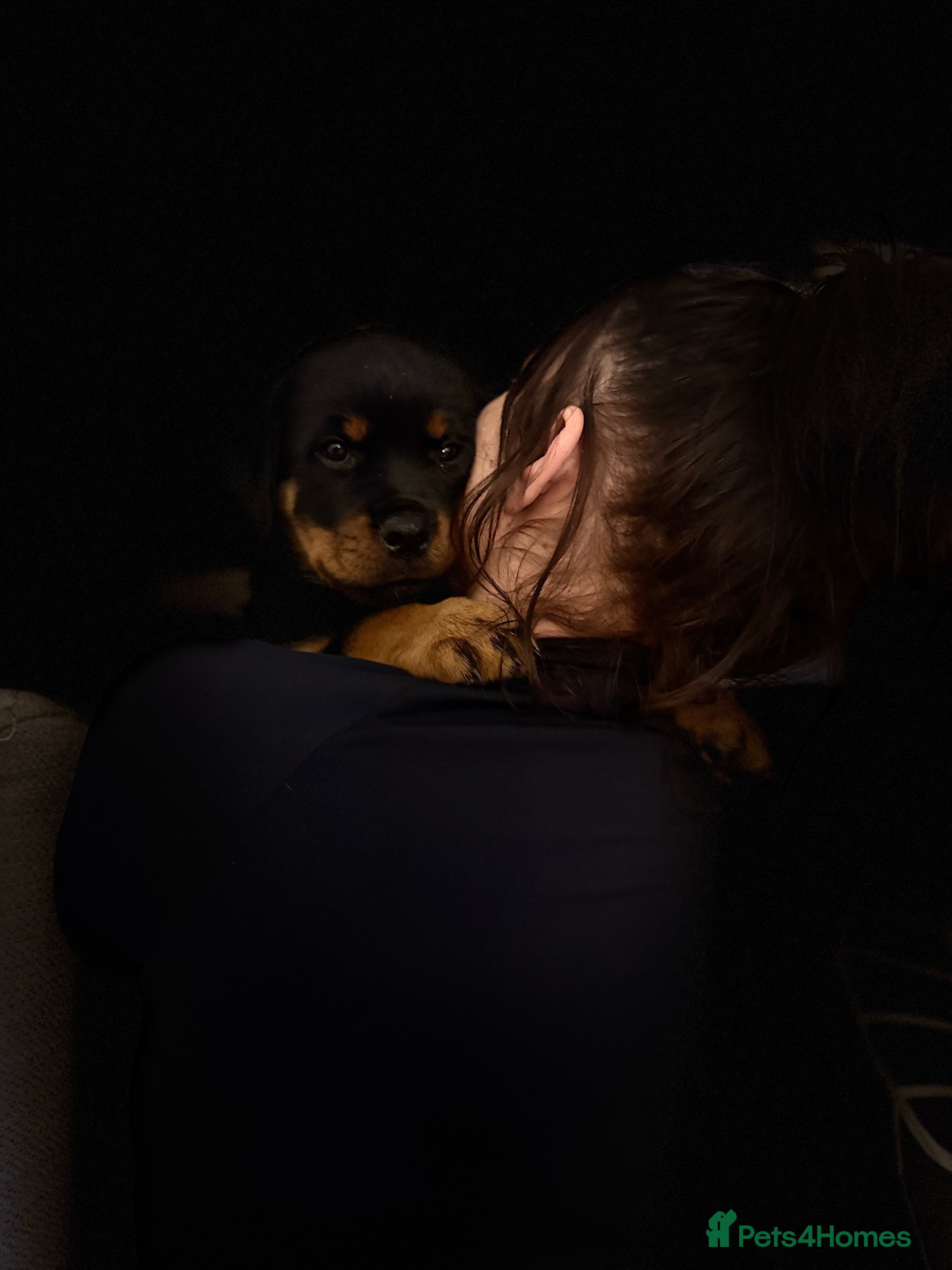 Rottweiler dogs Amber in the mist  - Advert 2