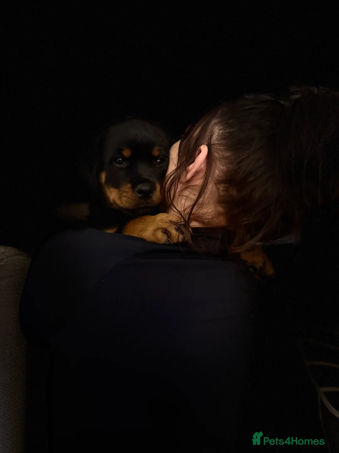 Rottweiler dogs for sale: Amber in the mist  - Advert 2