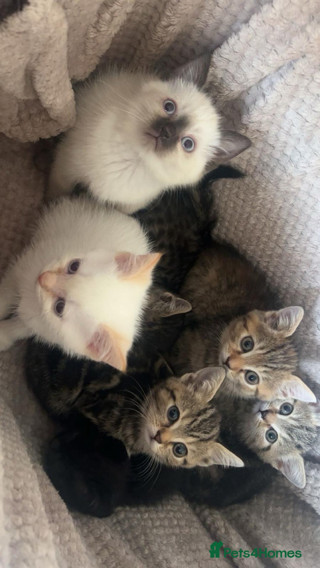 British Shorthair cats for sale: British Shorthairs For Sale - Image 1