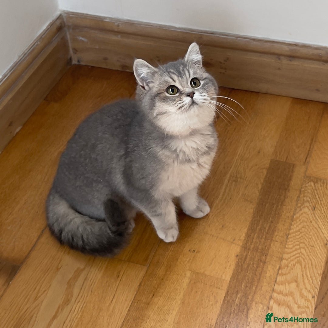 British Shorthair cats for sale: Remaining 2 TICA & GCCF British Shorthair Kittens - Advert 6