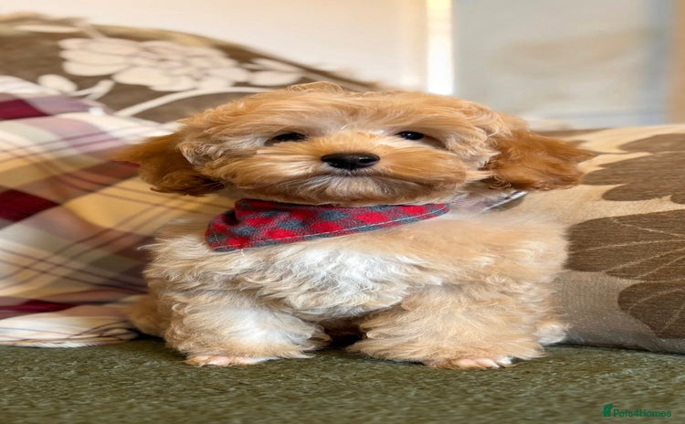 Cockapoo dogs - Advert 10