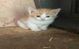 Mixed Breed cats for sale: Ginger & white kittens  in Cullompton - Image 1