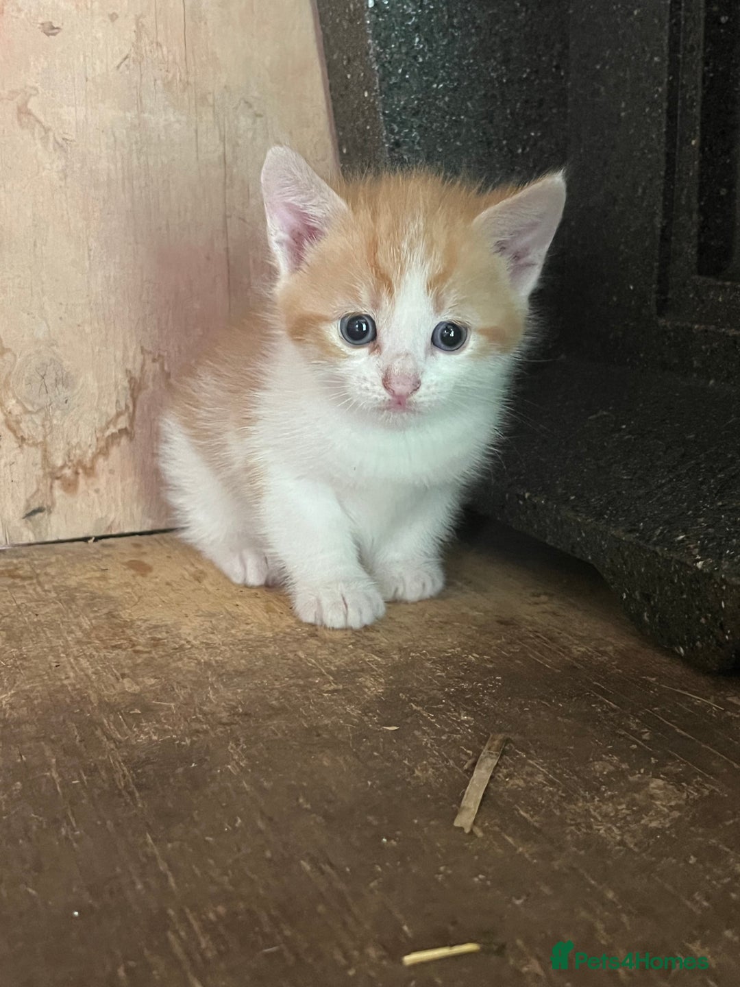 Mixed Breed cats for sale: Ginger & white kittens  in Cullompton - Image 1