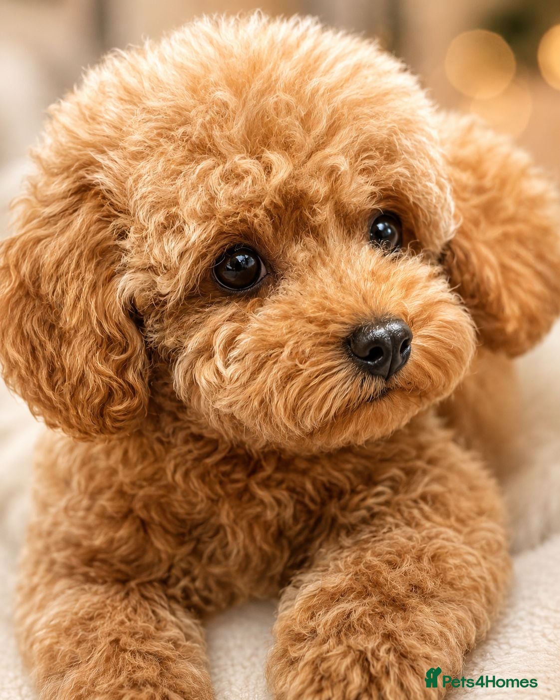 Maltipoo dogs 💥Ready to go Tiny teddy bear f1b Asian maltipoo💥 - Advert 5
