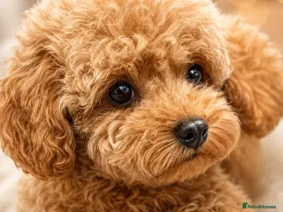 Maltipoo dogs 💥Ready to go Tiny teddy bear f1b Asian maltipoo💥 - Advert 5