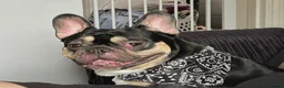 French Bulldog dogs for sale: Bruno - Advert 3