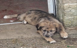 Mixed Breed dogs for sale: Stunning rough coated lurchers - Image 6