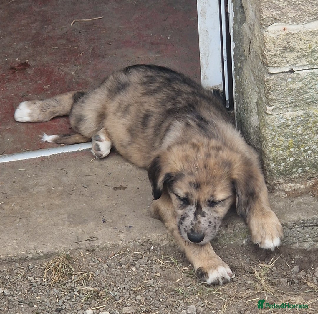 Mixed Breed dogs for sale: Stunning rough coated lurchers - Image 6