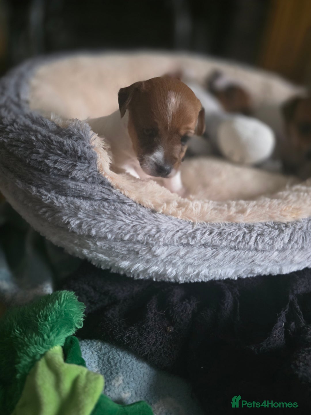 Jack Russell dogs for sale: Jack Russel puppies - Image 6