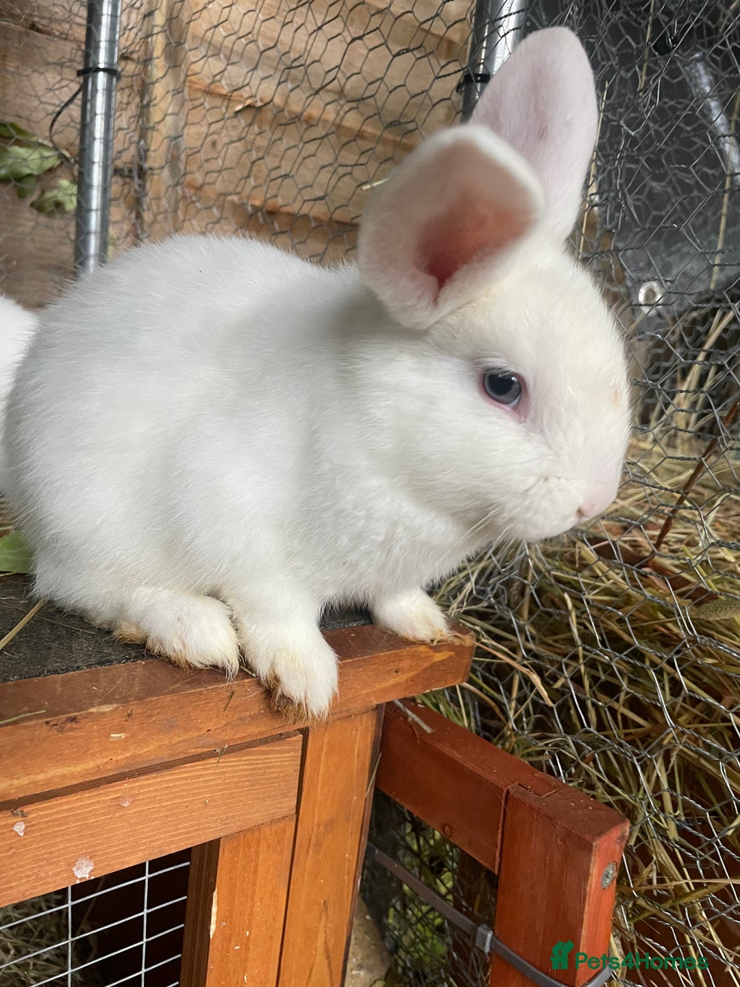 Mixed Breed rabbits for sale: Baby Rabbits and a Mama & female baby.  - Image 1