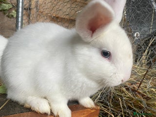 Mixed Breed rabbits for sale - Advert 1