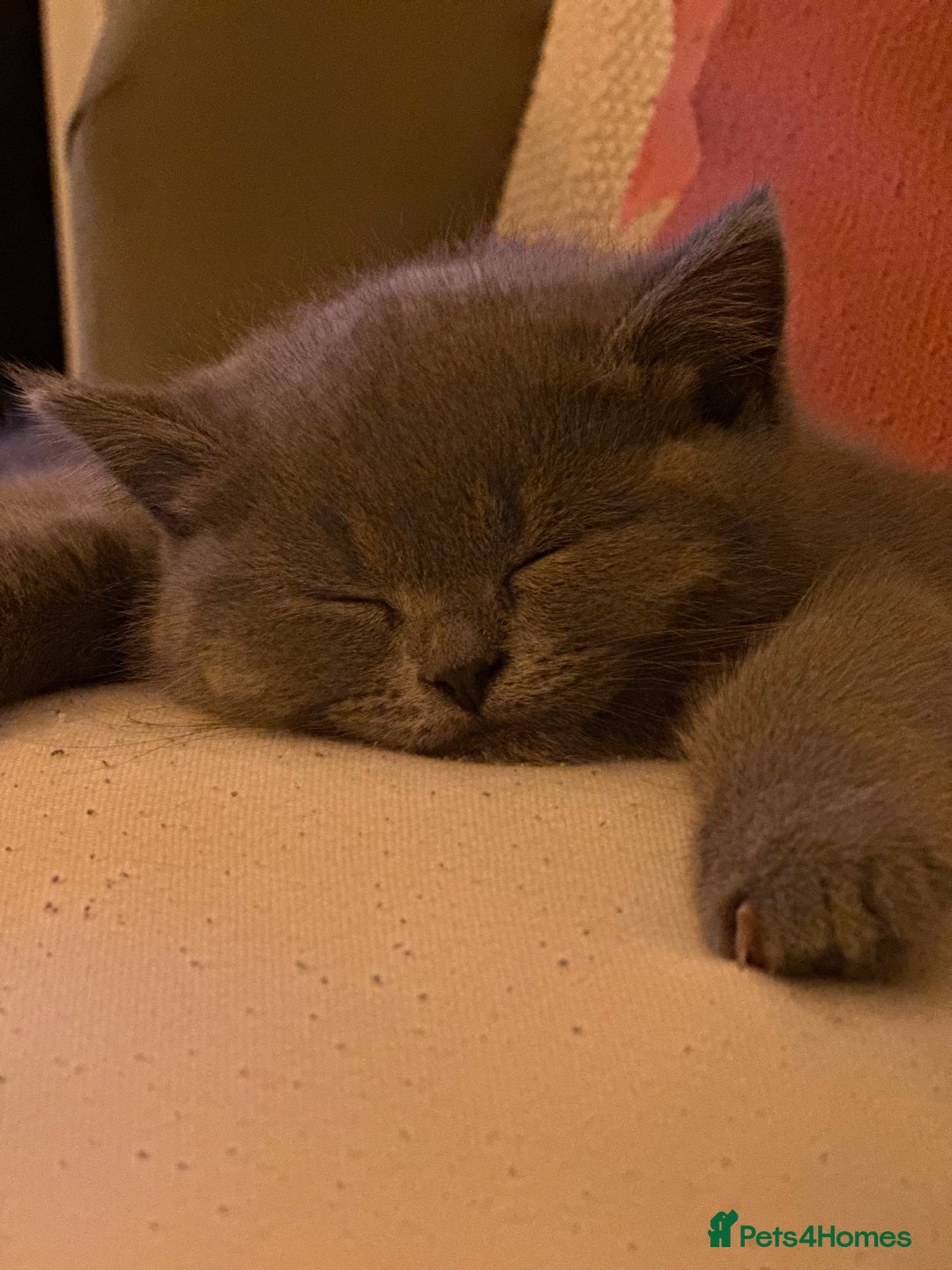 British Shorthair cats for sale: Beautiful fluffy British blue babies ready at  **  - Advert 7