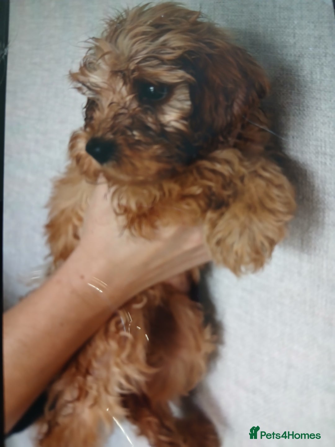 Cockapoo dogs for sale: My small cockpapoo - Image 13