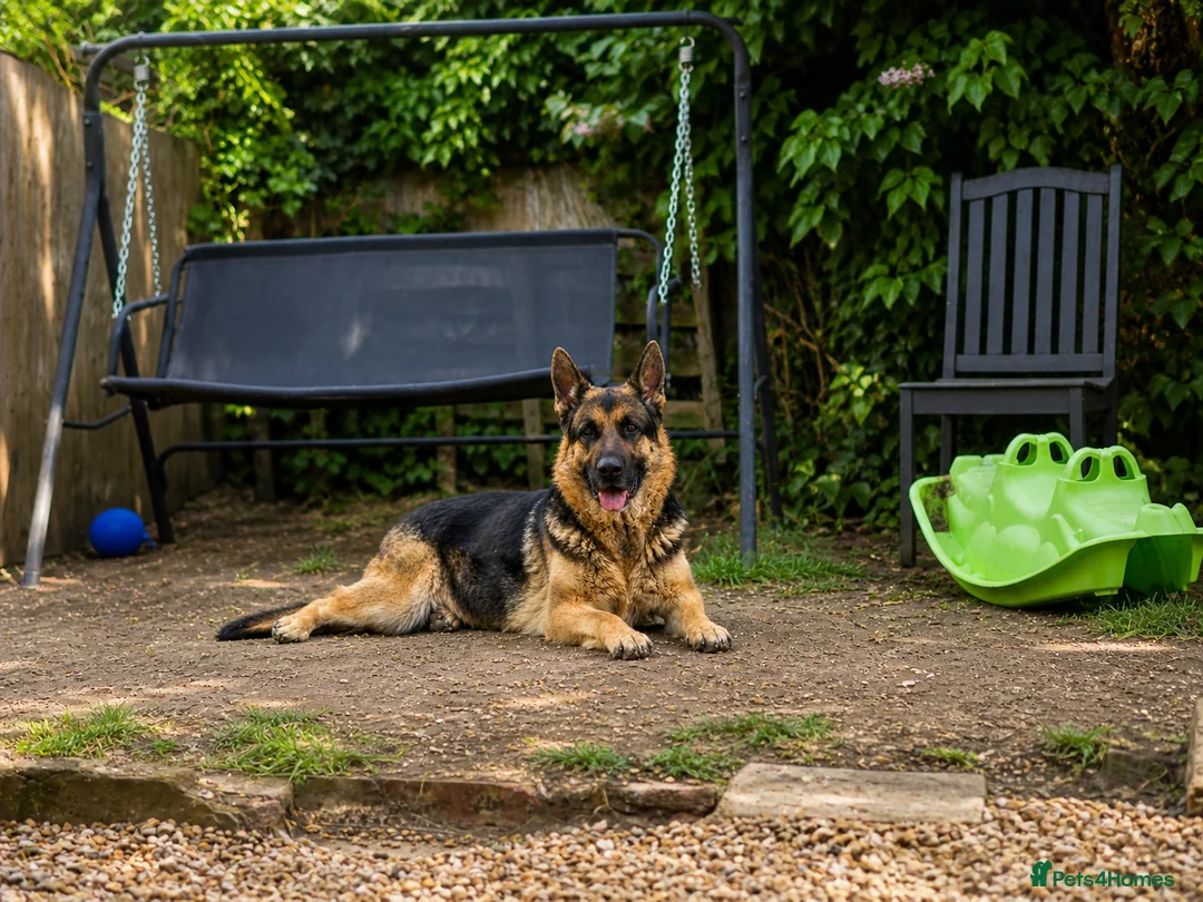 German Shepherd dogs for sale: German shepherd  in Rainham - Advert 2
