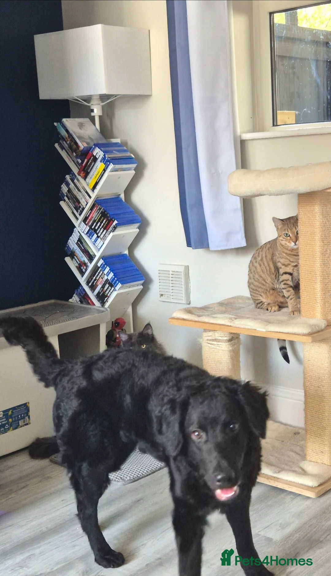Mixed Breed dogs for sale: 9 Months Curly Coated Retriever X German Shepherd in Mansfield - Advert 3