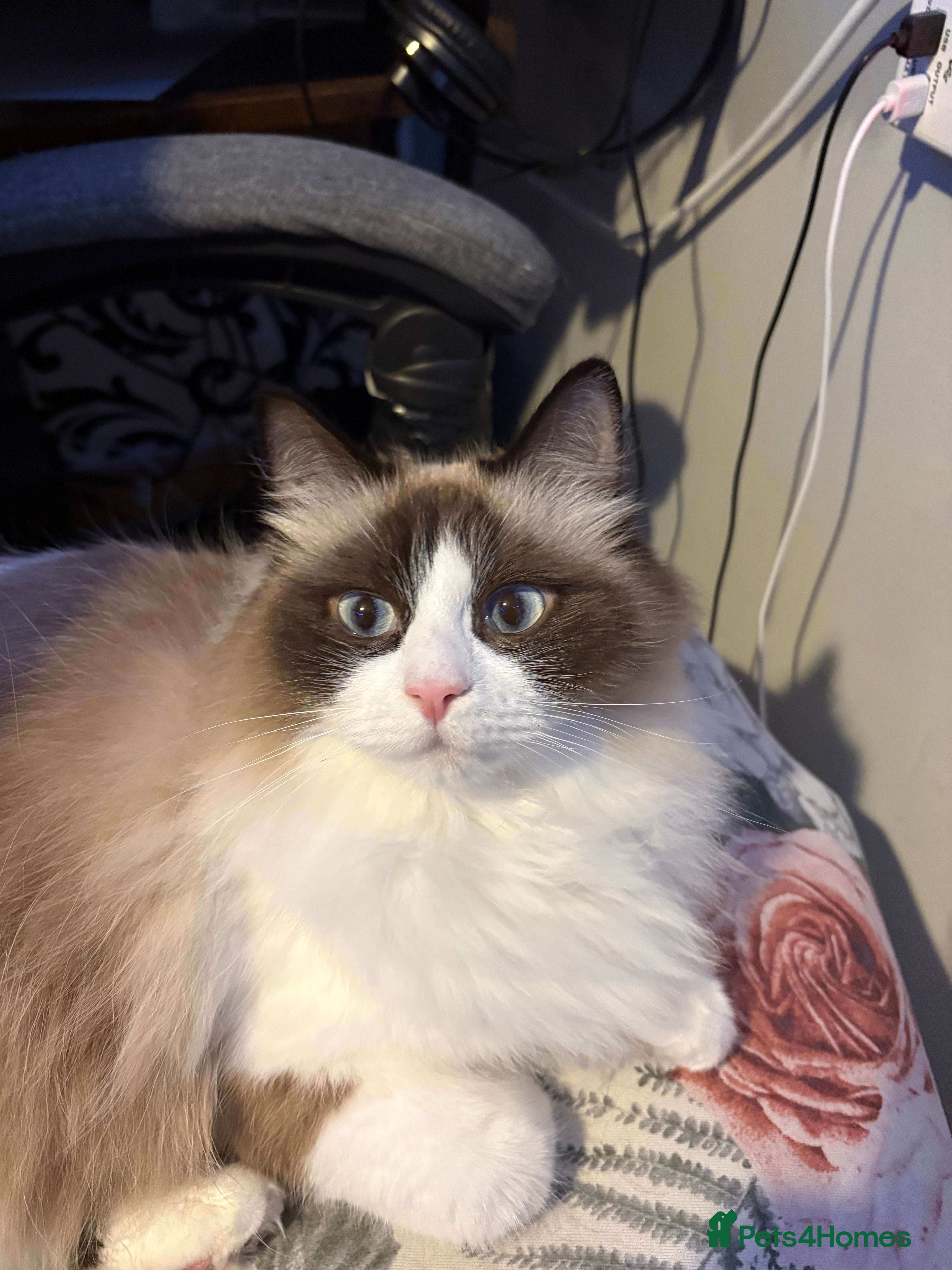 RagaMuffin cats Gorgeous ragamuffin lady - Advert 1