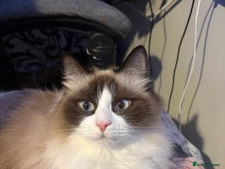 RagaMuffin cats Gorgeous ragamuffin lady - Advert 1