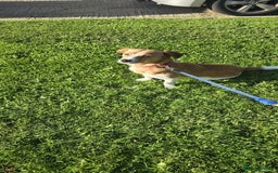 Mixed Breed dogs for adoption: Apricot  - Image 5