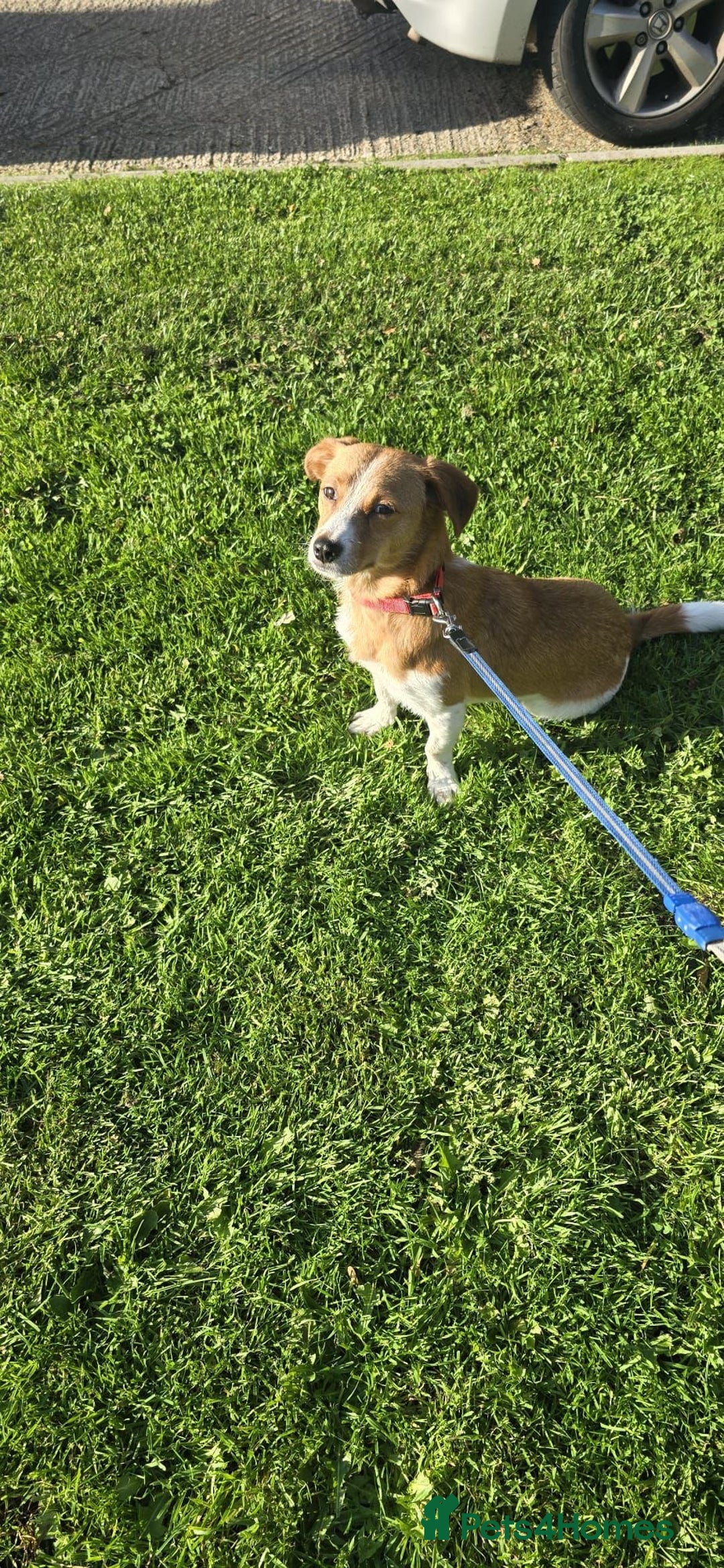 Mixed Breed dogs for adoption: Apricot  - Image 5