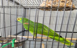 Parrots birds for sale: blue fronted amazon - Image 1
