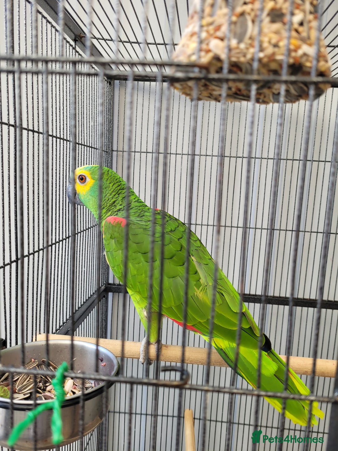Parrots birds for sale: blue fronted amazon - Image 1