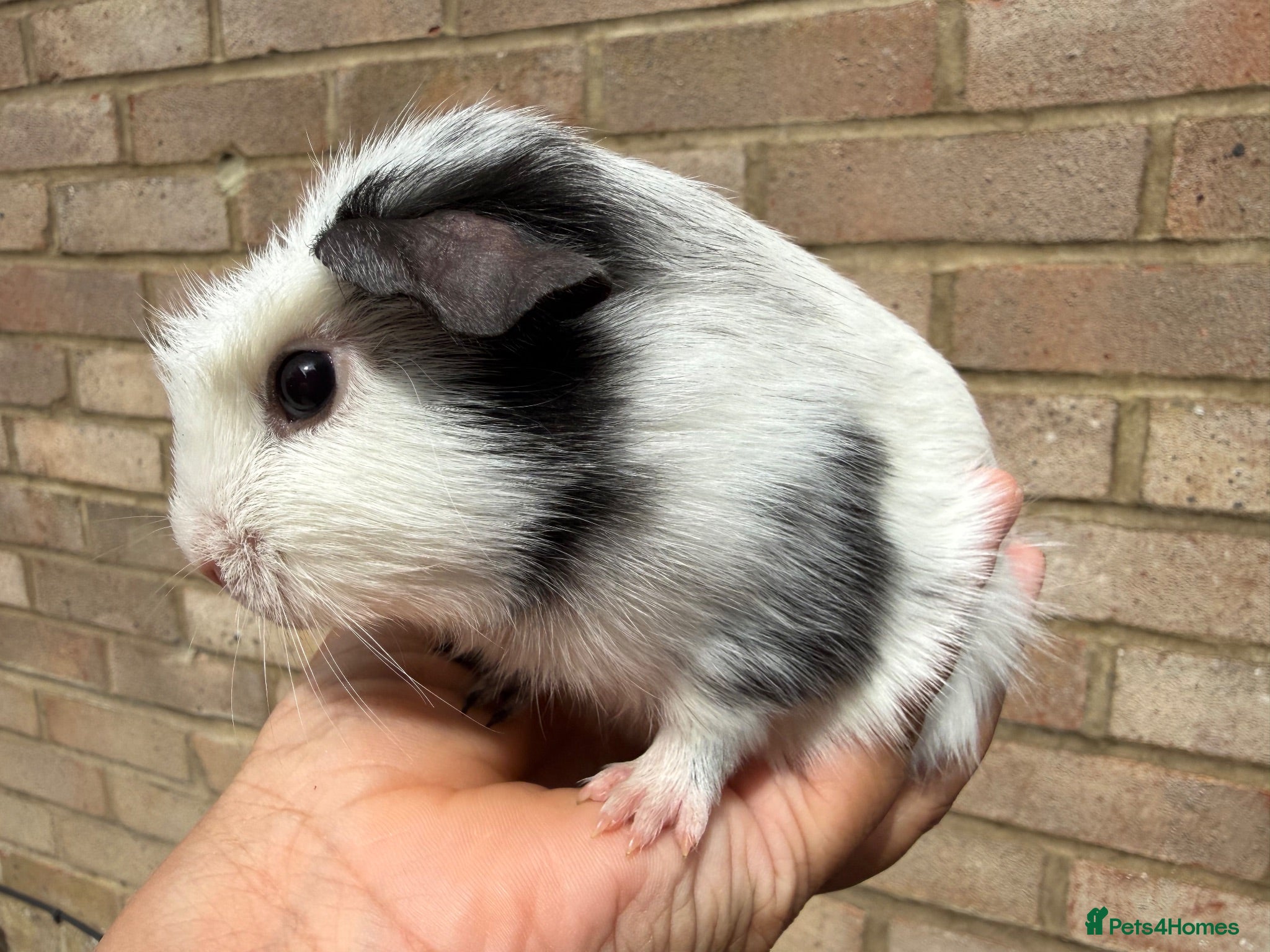 Guinea Pig rodents Baby guinea pigs  - Advert 1