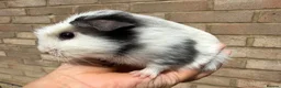 Guinea Pig rodents for sale: Baby guinea pigs  - Advert 1