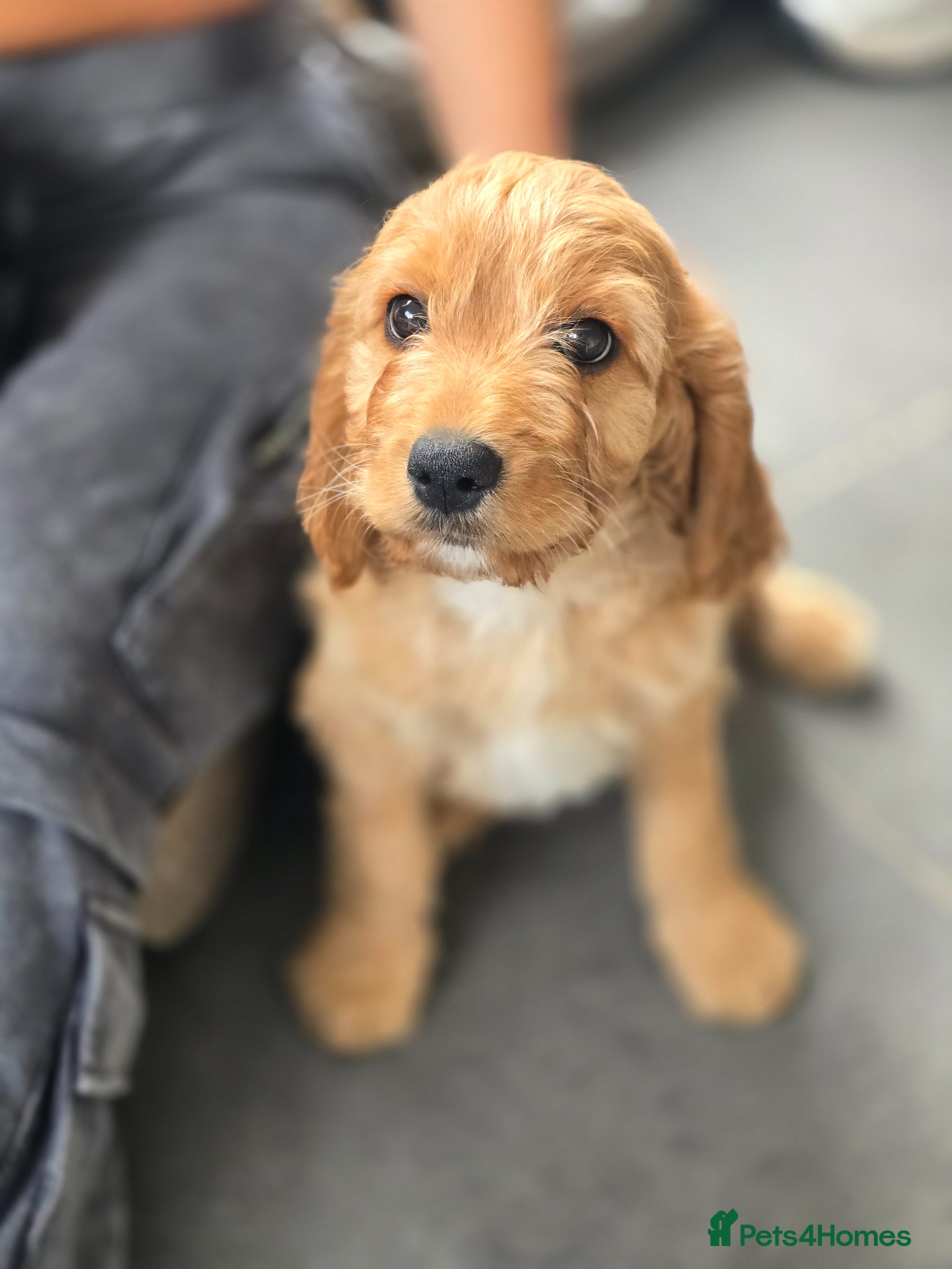 Cavapoo dogs Health tested Standard (cuddle) Cavapoos - Advert 3