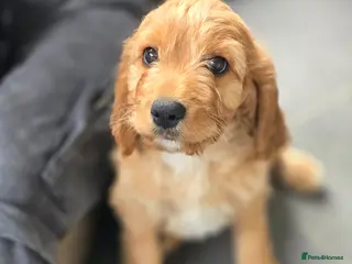 Cavapoo dogs Health tested Standard (cuddle) Cavapoos - Advert 3