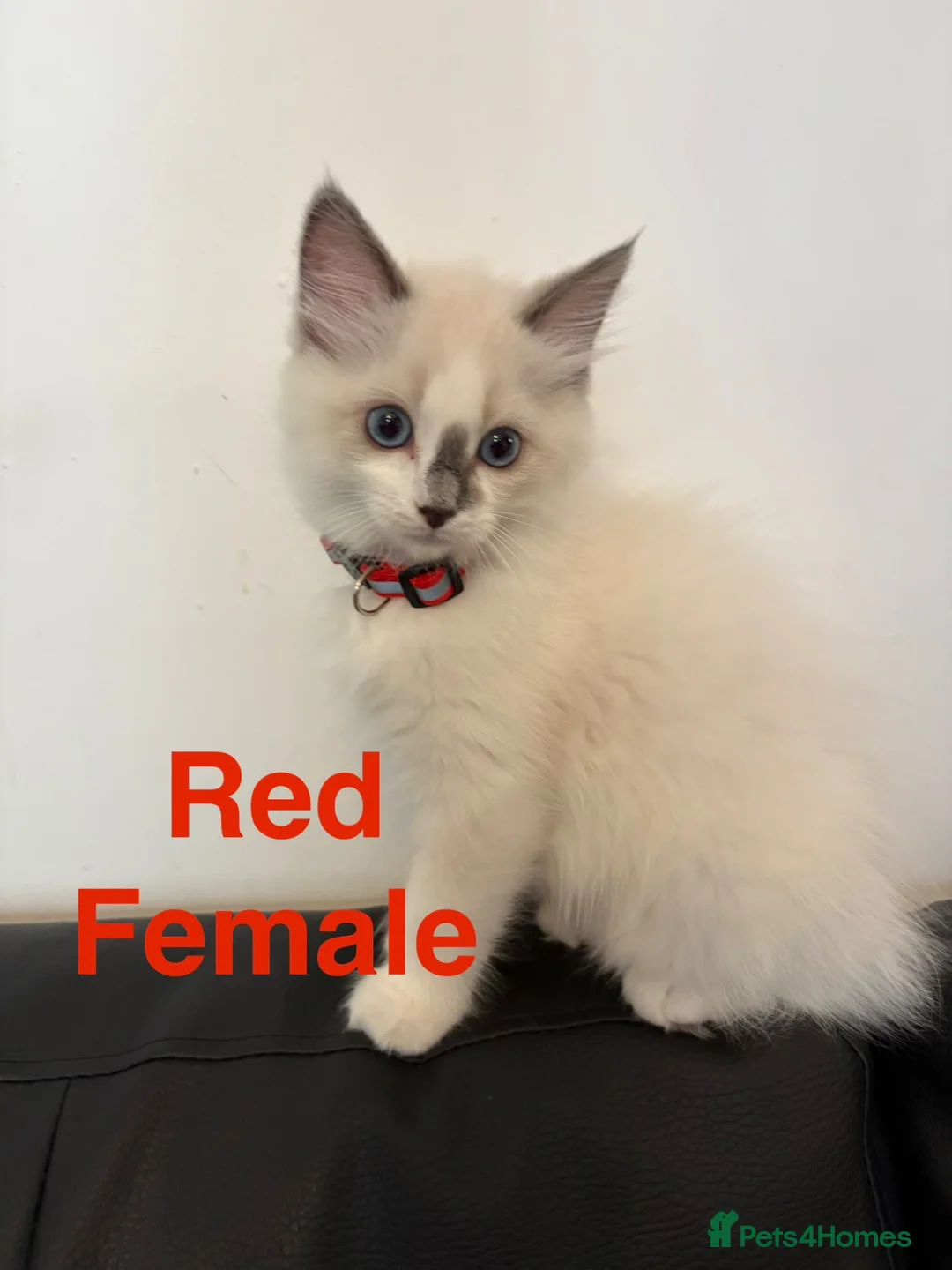Ragdoll cats for sale: 💙 Only 4 Pure Ragdoll Kittens Left 💙 - Advert 14