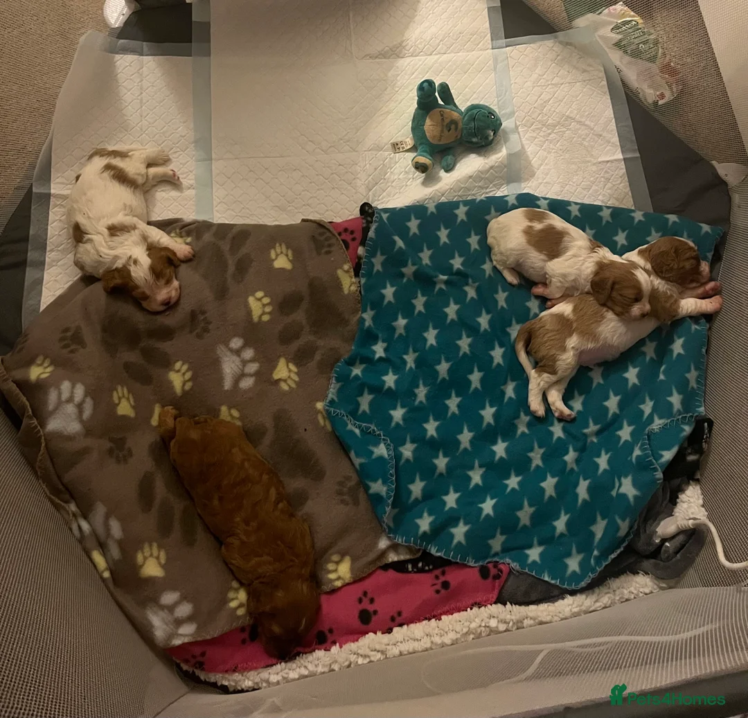 Cavapoo dogs for sale: cavapoo puppies  - Advert 9