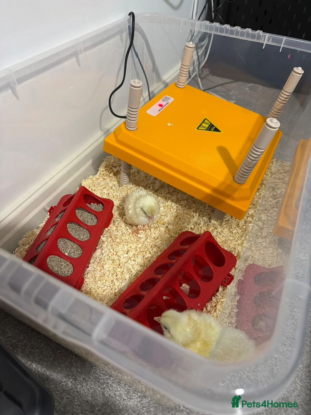 Mixed Breed poultry for sale: MIXED BREED CHICKS in Matlock - Advert 3