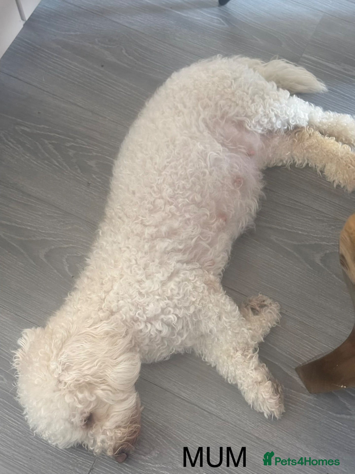Maltipoo dogs maltipoo puppies for sale  - Advert 2