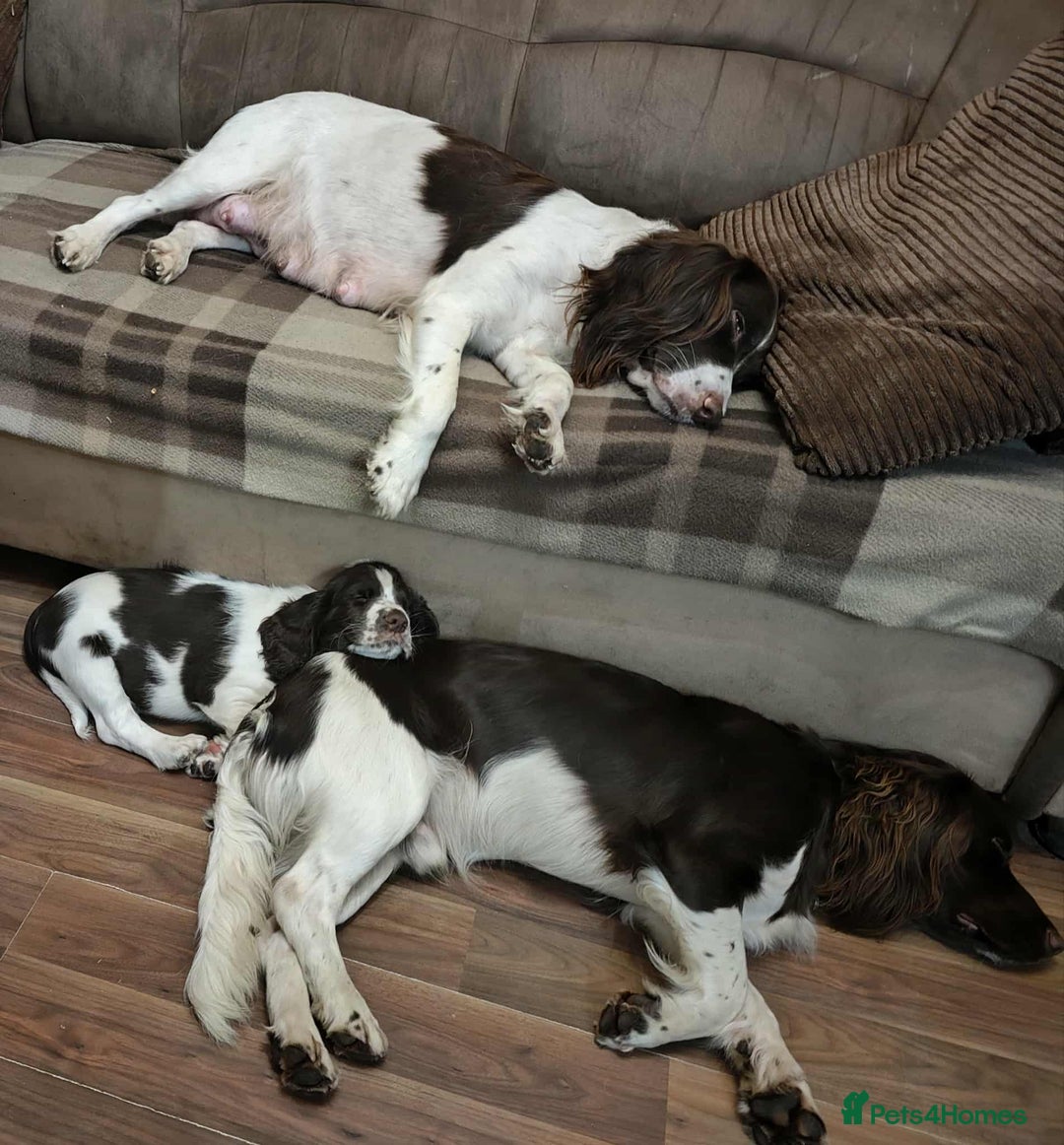 English Springer Spaniel dogs for stud: KC registered English Springer Spaniel for stud - Advert 4