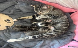 Domestic Shorthair cats for sale: Kittens for sale  - Image 6