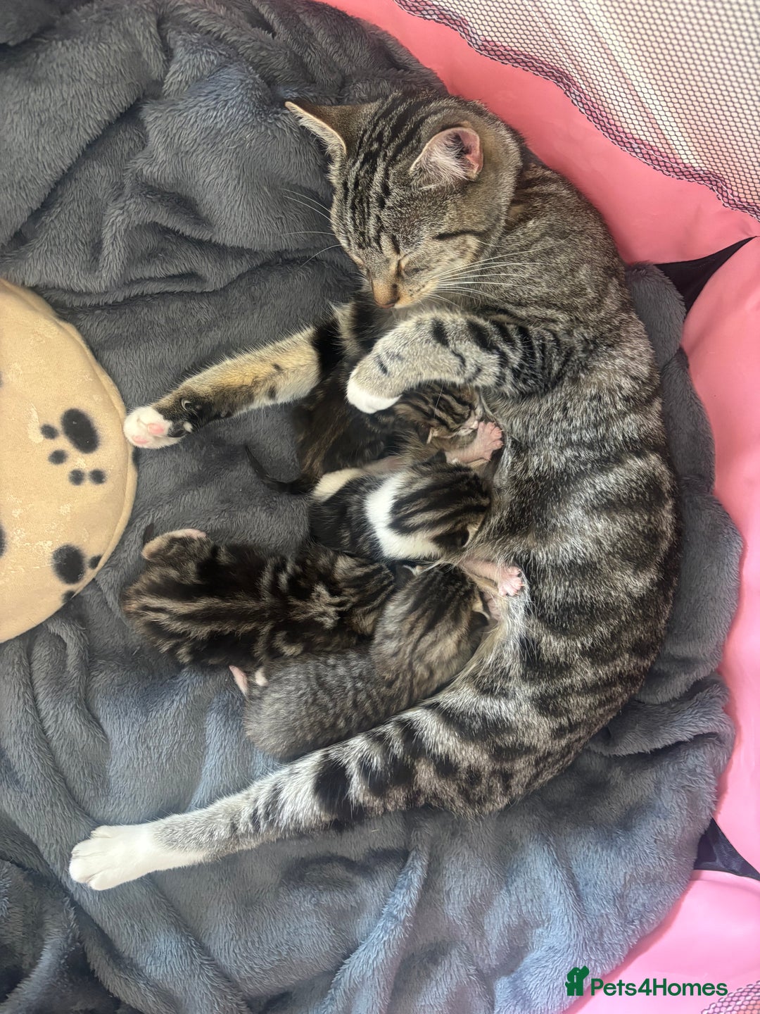 Domestic Shorthair cats for sale: Kittens for sale  - Image 6