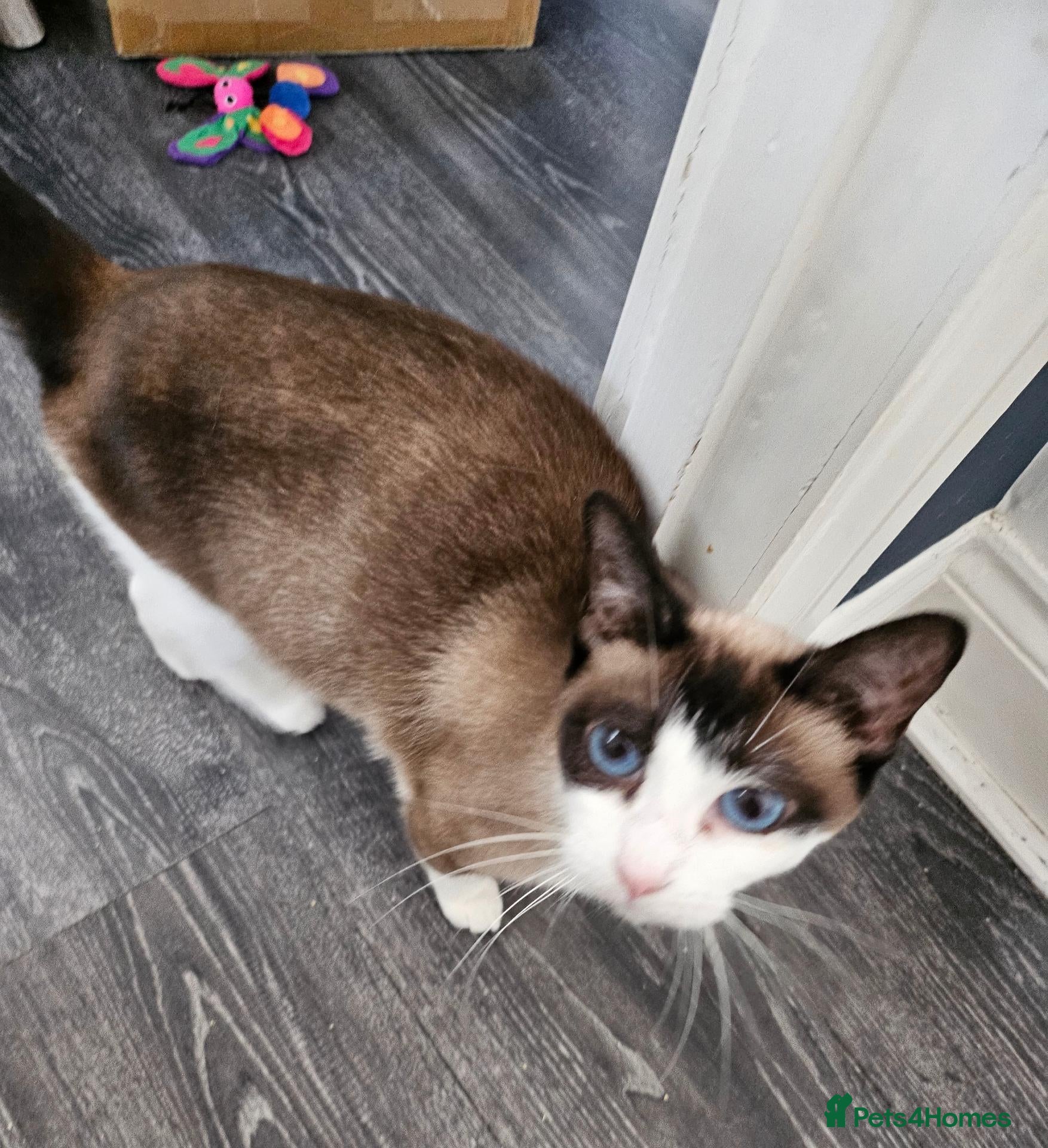 Snowshoe cats A VERY SPECIAL GIRL LOOKING FOR HER FOREVER HOME - Advert 1