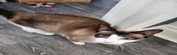 Snowshoe cats for sale: A VERY SPECIAL GIRL LOOKING FOR HER FOREVER HOME - Advert 7