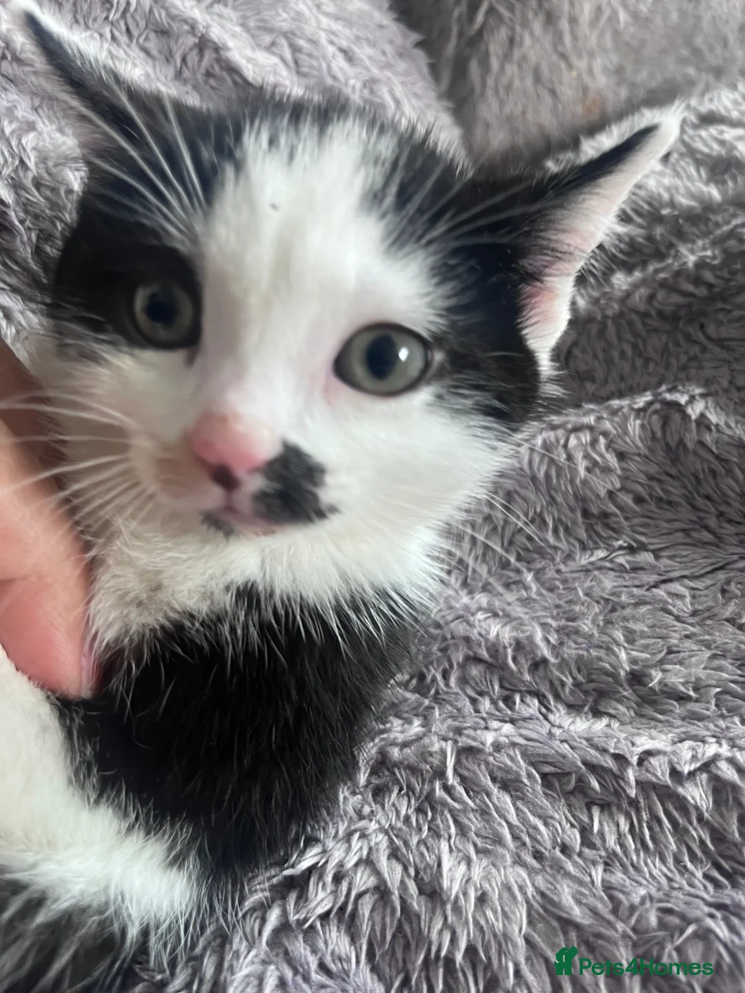 Mixed Breed cats for sale: 2 Handsome Tuxedo Boys 10 weeks old - Advert 1